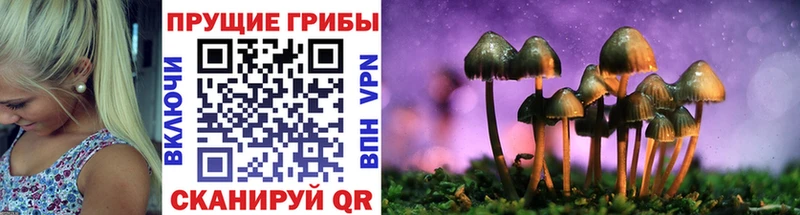 blacksprut зеркало  что такое   Любим  Псилоцибиновые грибы мицелий 